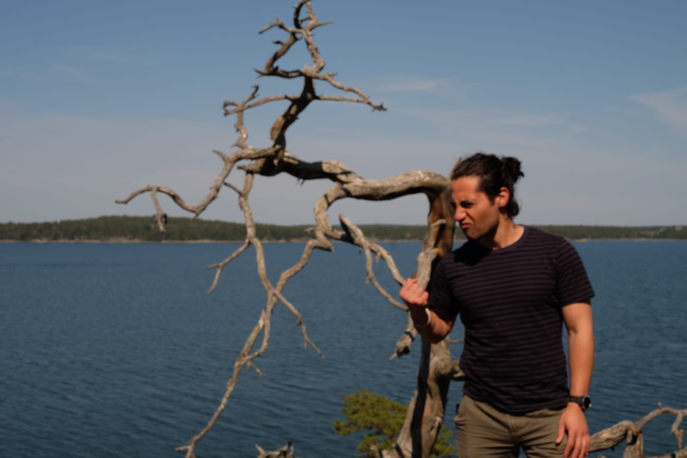 Colleague standing by a windswept tree overlooking the Stockholm archipelago
